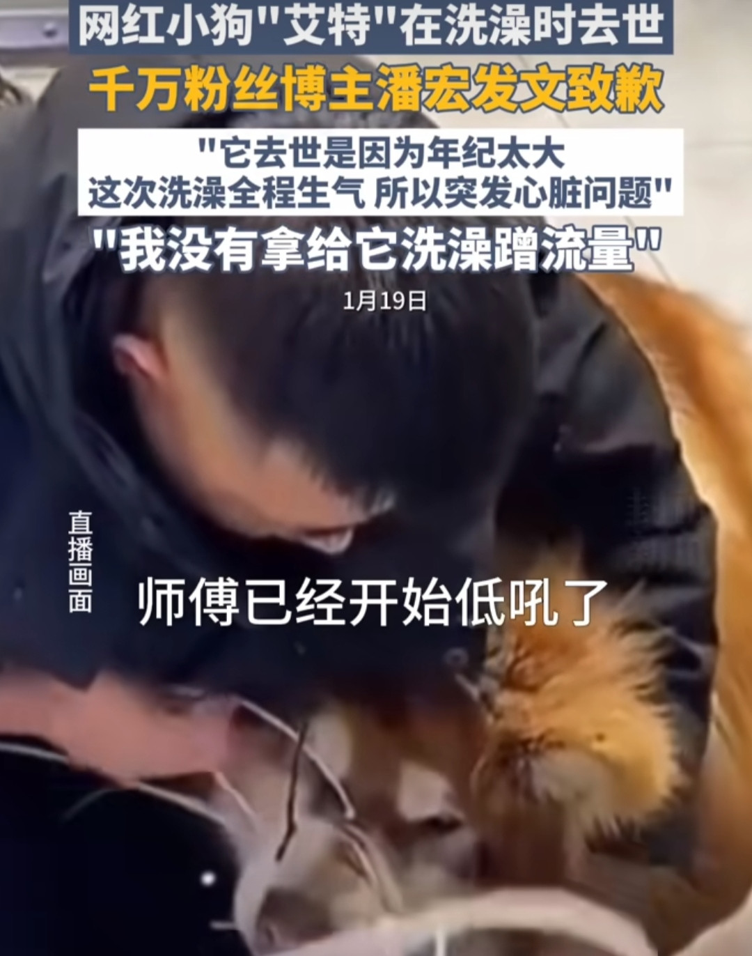 狗在基地被咬死，狗主人遭网暴两年！潘宏粉丝群语音引爆争议？养狗的人都知道，把自家毛孩子送去训狗基地，