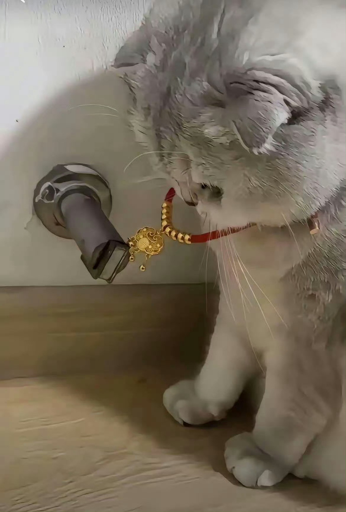 猫咪：妈妈送我的金锁，我可得保护好了