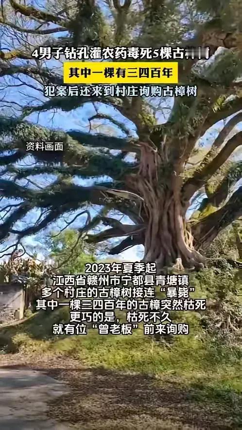 死刑都算轻了！”江西赣，一棵三四百岁古樟树莫名枯死，同一时间，好几个村庄的古樟树