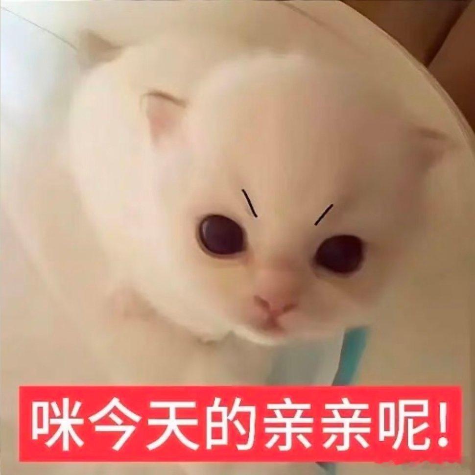 猫猫表情包。