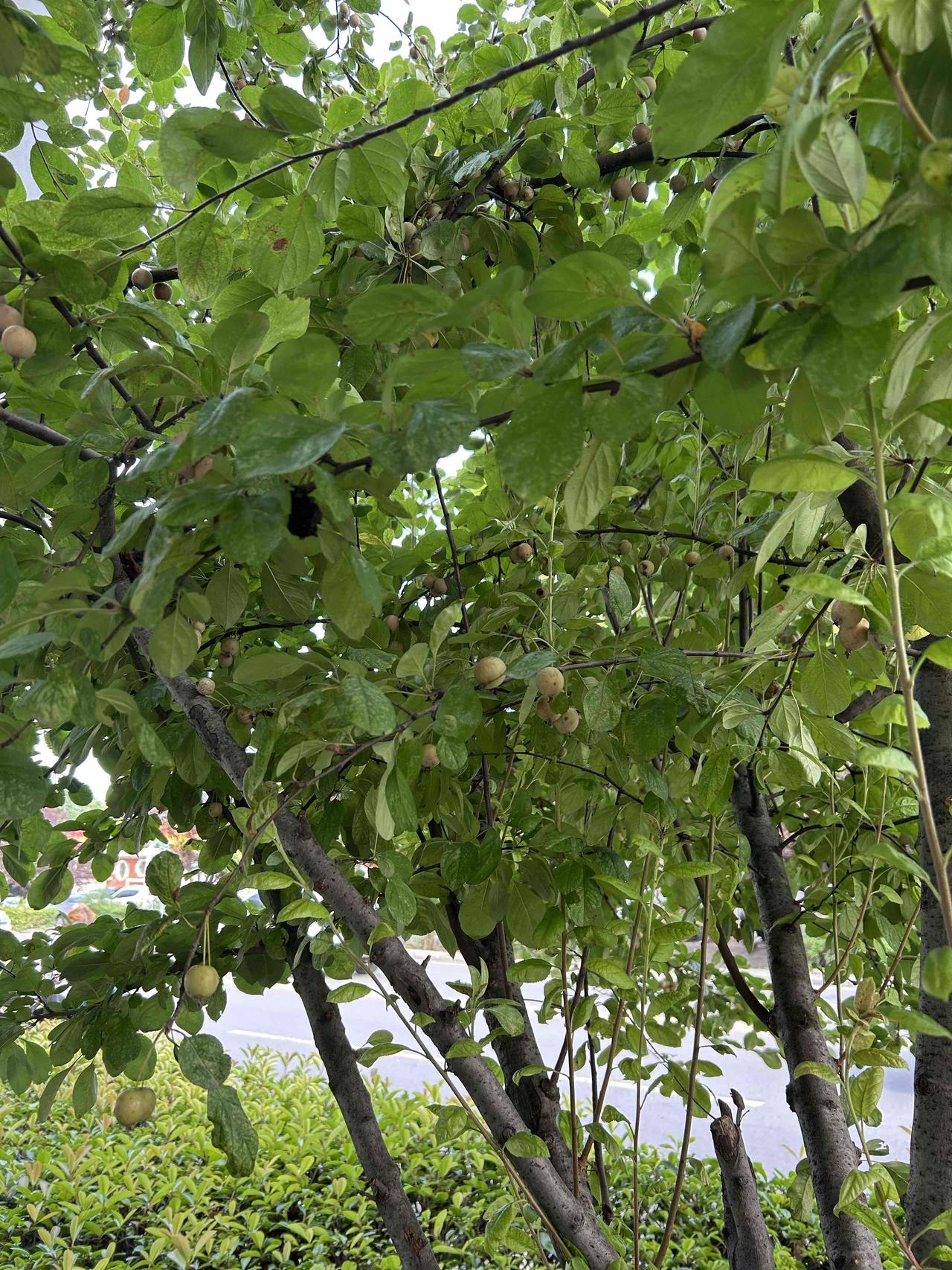 绿意盎然的果园，挂满果实的树枝，生机勃勃！🍃🍎