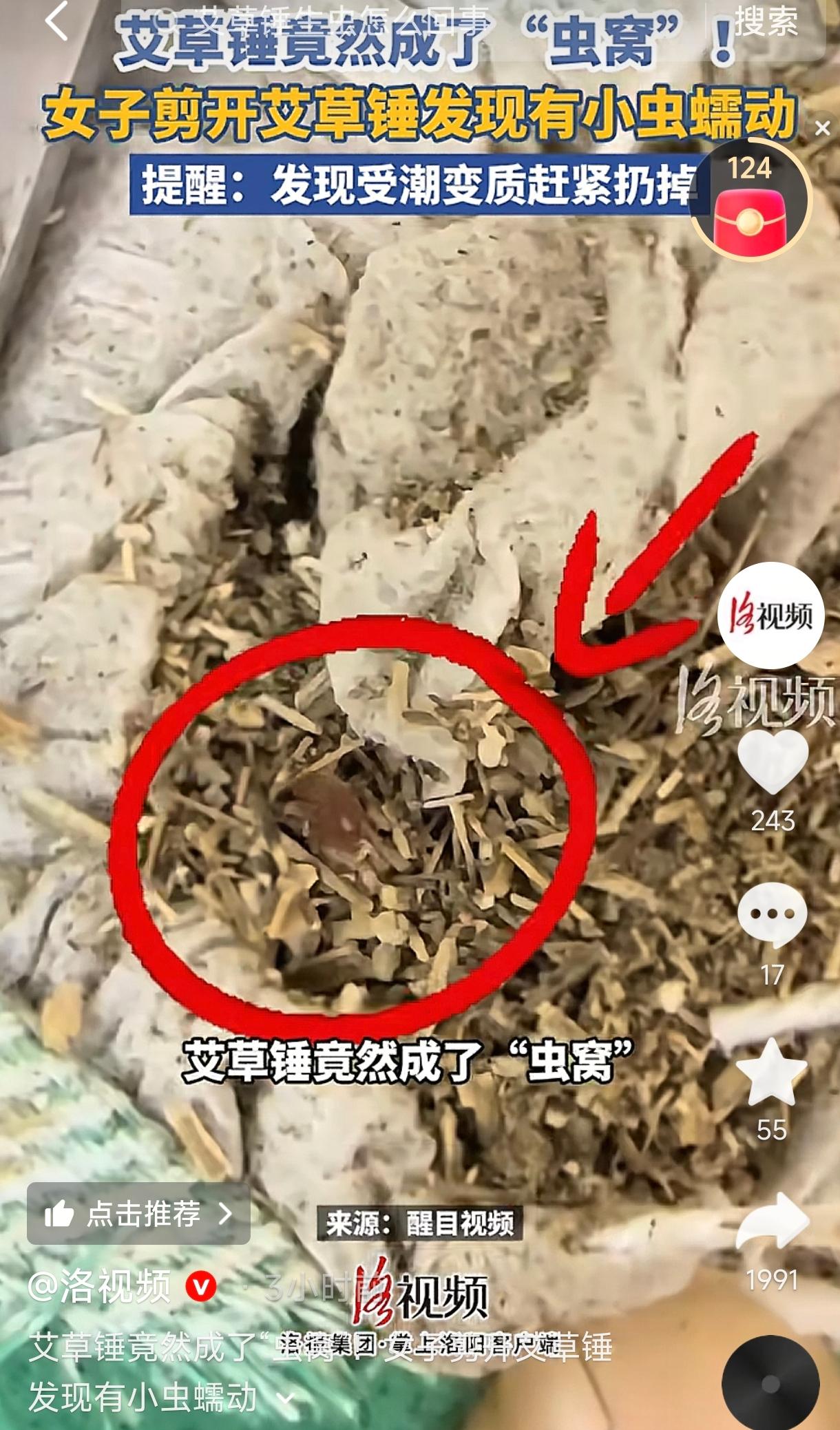 江苏南通，一女子发现自己用来捶肩颈的艾草锤受潮了，拿剪刀剪开想看看里面的情况，结