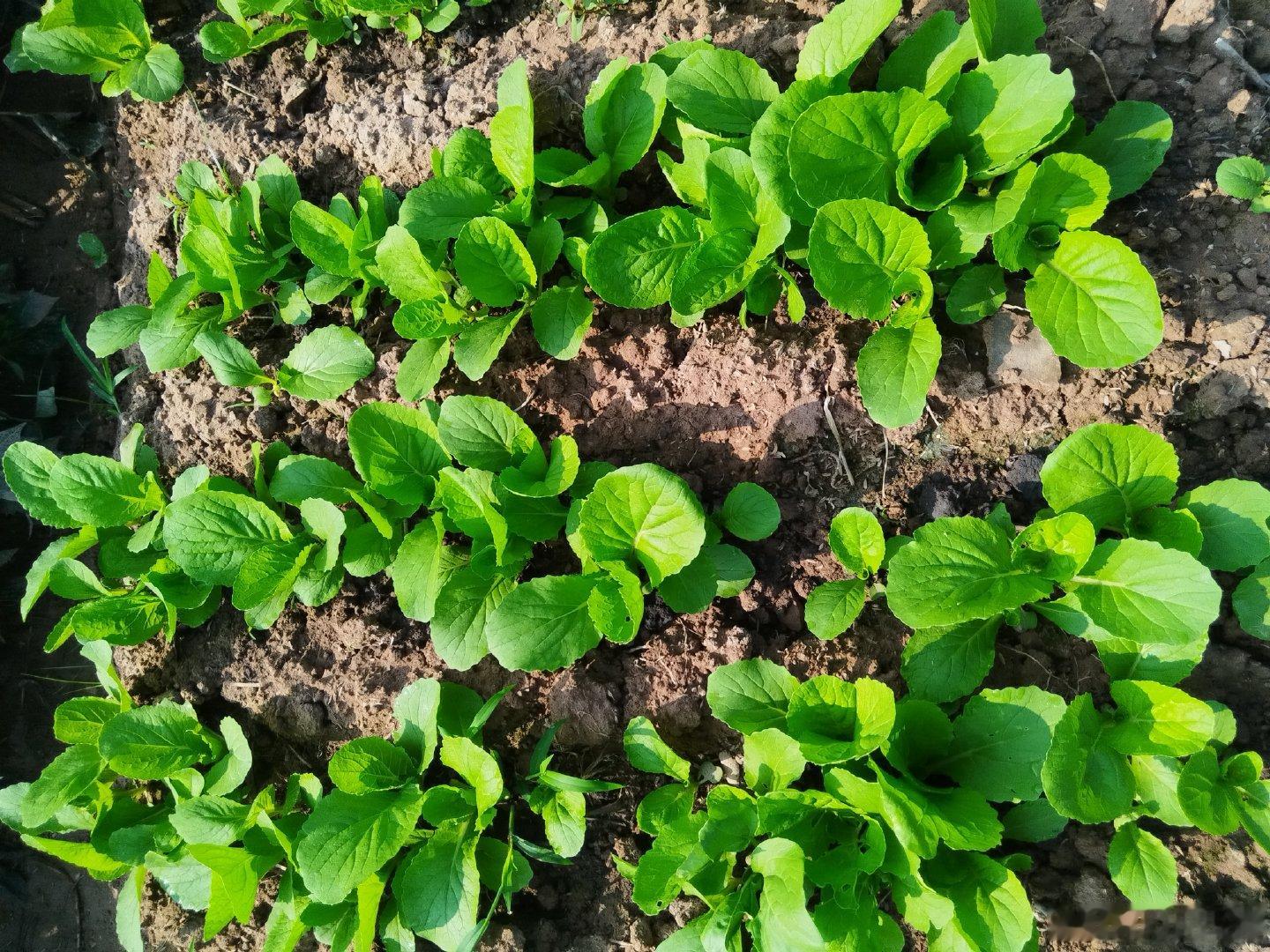 《中秋节种菜快乐》（作者:deepseek）中秋月圆菜园忙，挥锄翻地汗珠扬。黄瓜藤蔓攀竹架，南瓜圆滚