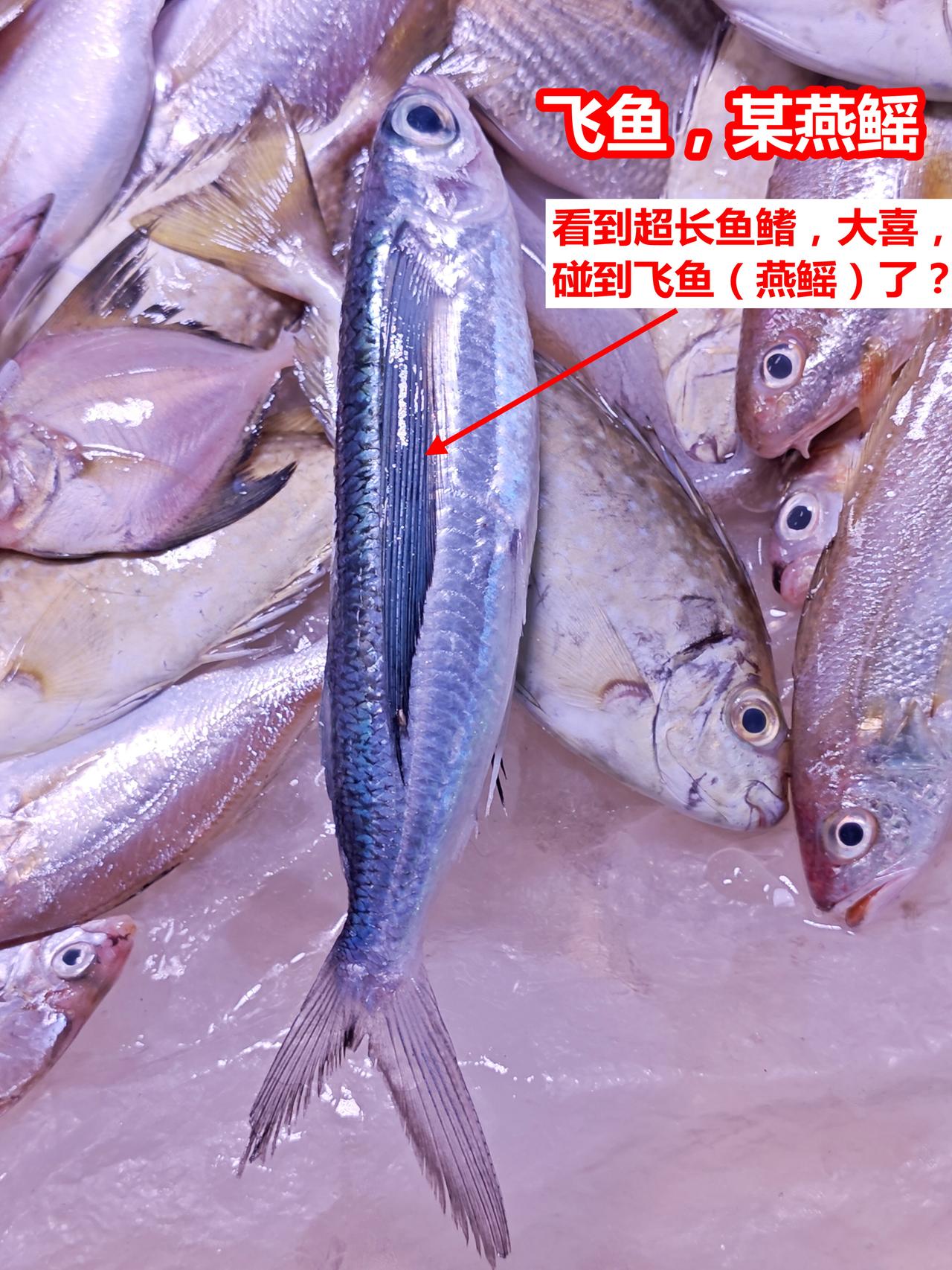 市场认鱼：在广州摸到飞鱼了，买彩票去！1-2、飞鱼，某燕鳐：看到超长鱼鳍，