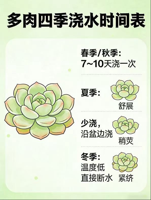 不能富养的多肉究竟怎么养多肉喜欢洗澡式的浇水方式把多肉的根系想象成一个储水罐，