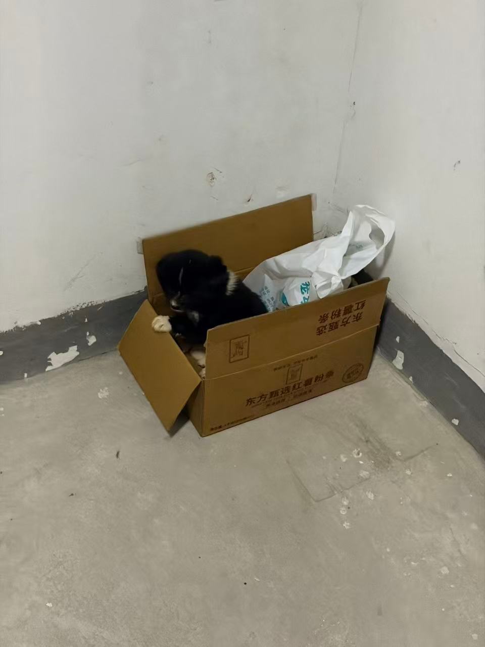 昨天回家的时候，地库角落看到一只小奶狗在箱子里，心想可能是地下室那群打麻将的人的