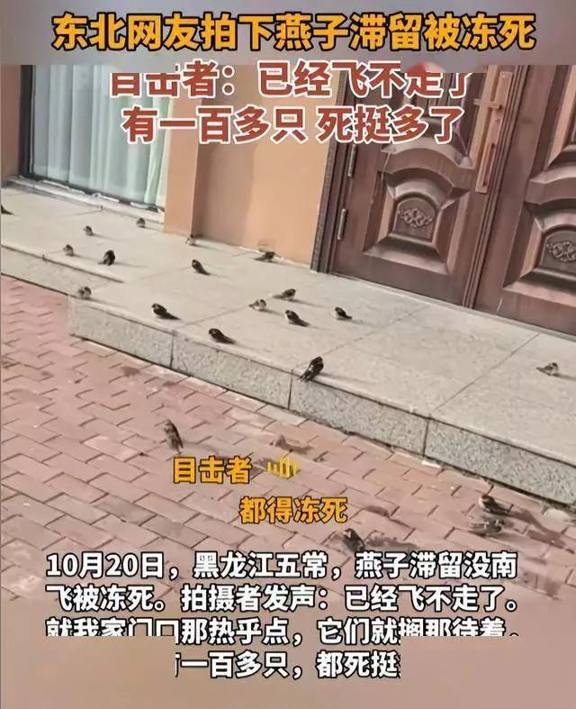 成群燕子在北方冻死，是谁调慢它们的“闹钟”，让它们错过末班车刷到黑龙江五常
