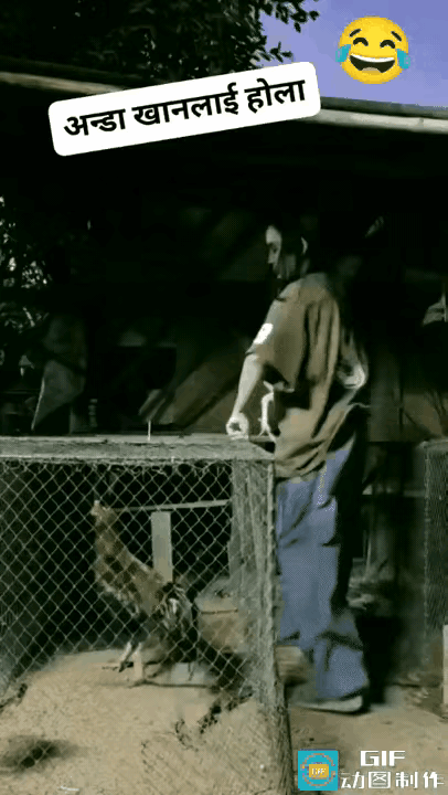 真是活力满满呐！难怪这大公鸡被选为种鸡，这效率真够快的，实力摆那在。大家