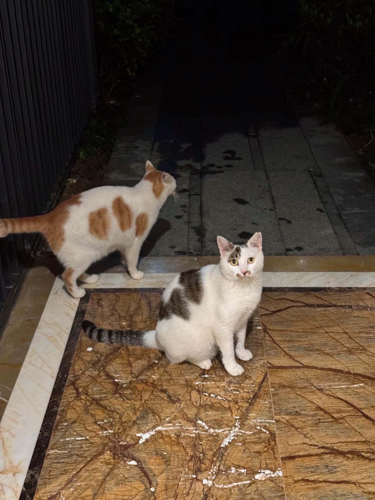 编外猫：超乖三兄弟中的两个，都吃成小猪咪啦！寒冬将至，有没有心软的神愿意给他们一