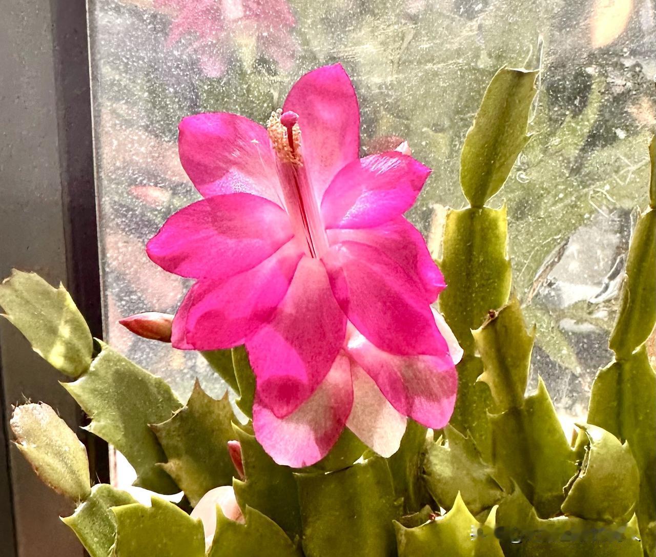 随手拍自家的盆栽植物又到了一年之中蟹爪兰花盛开季节了