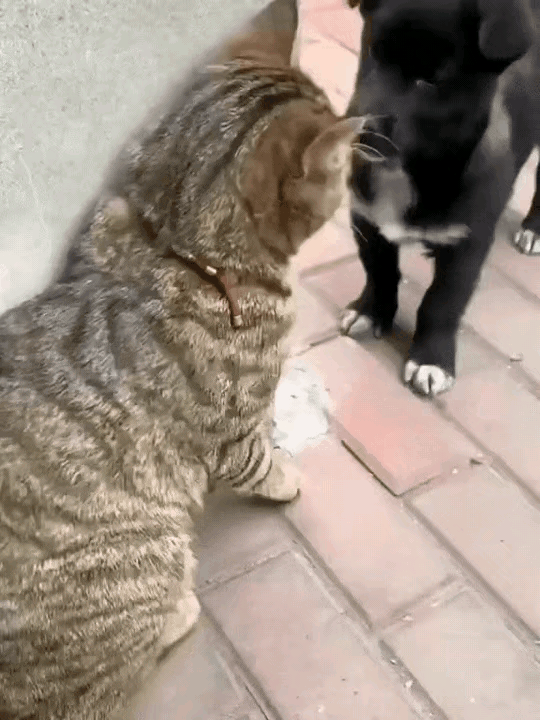 我家的狸花猫打遍小区无敌手，经常有业主抱着受伤的猫猫狗狗上门找麻烦，让我赔了不少