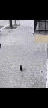 猫说我尽力，普通人未必能做到通常我觉得动物中狗是比较有灵性的，但