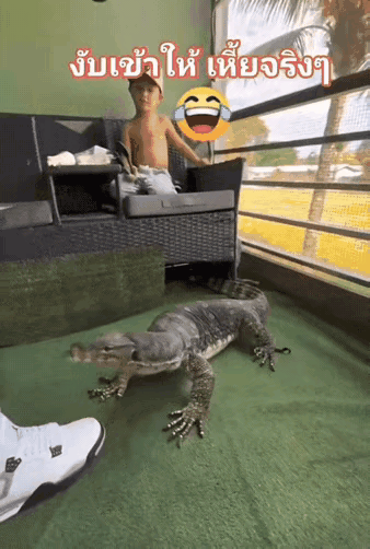 国外一男子因为不满平凡的生活，居然买了一只“三嫂”科莫多巨蜥当宠物饲养。该男子每