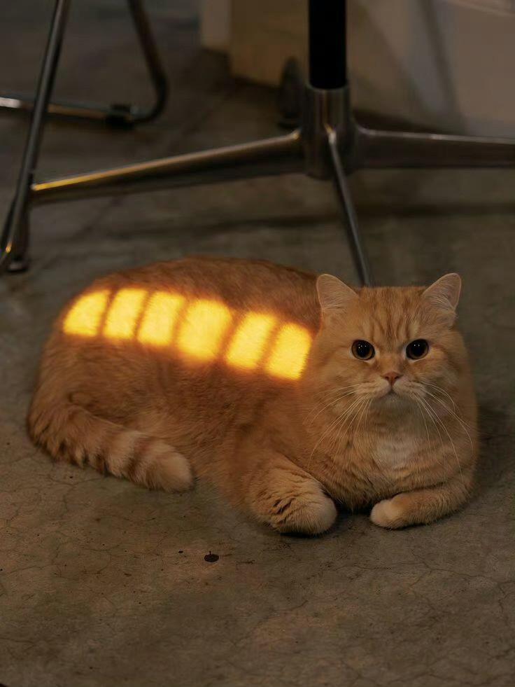 小猫正在充电​​​