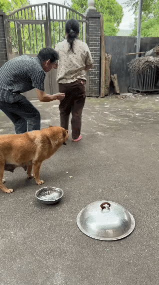 中华田园犬也挺聪明的啊[呲牙笑]