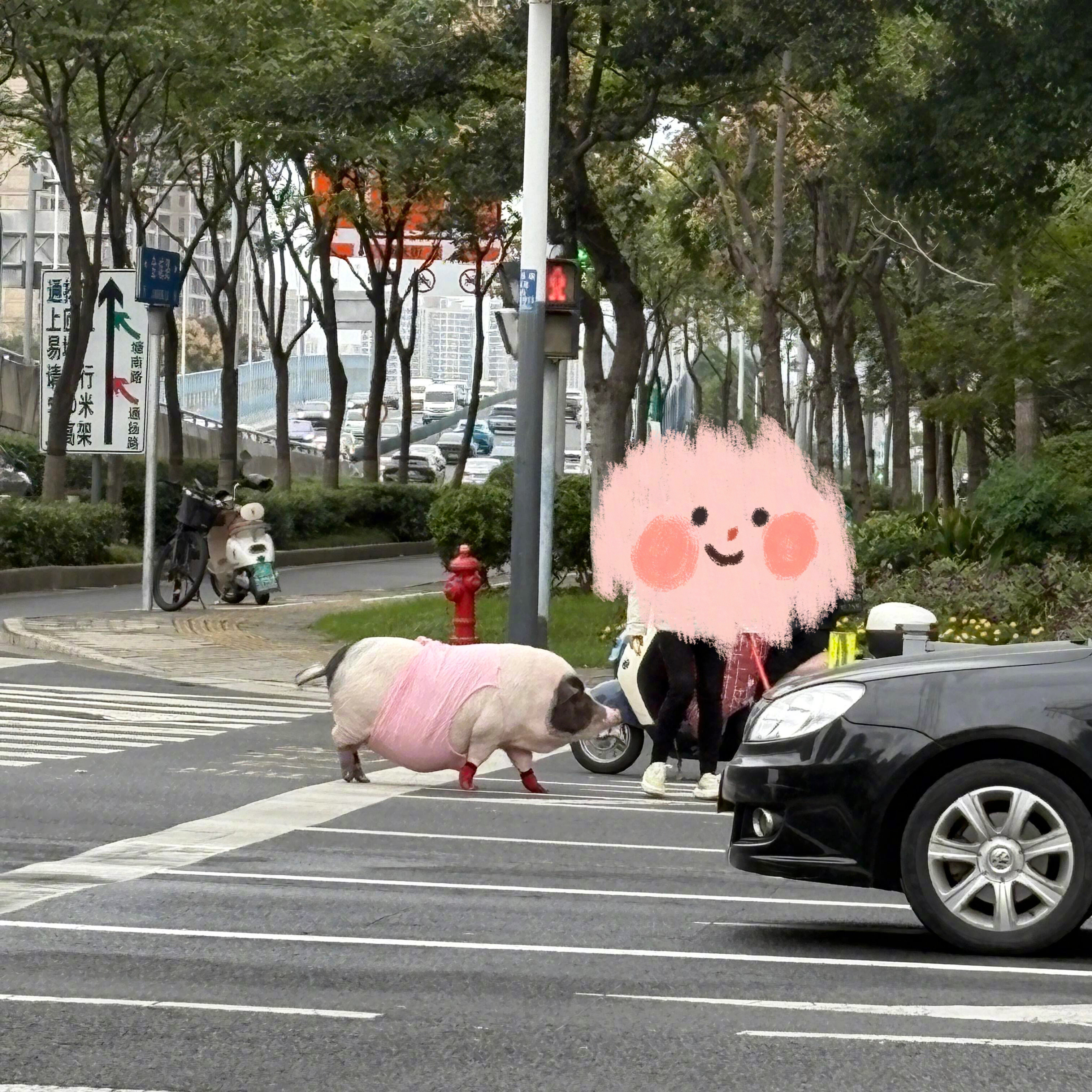 第一次看见有人遛猪​​​