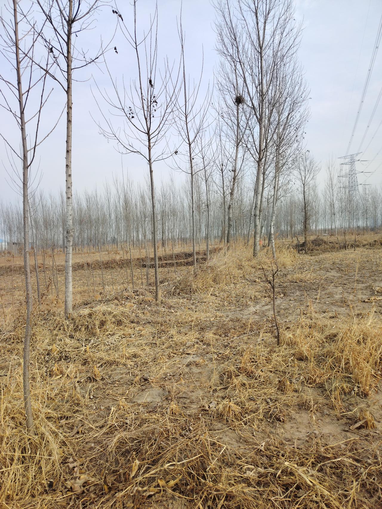 今年冬天的不同今年冬天感觉格外不同，让我总想起“枯木逢春犹再发，人无两度再少年