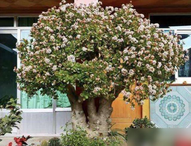 谁懂啊！养绿植居然能当传家宝还增值？最近刷到有人说黄杨、桂花、玉树这三种，越老越