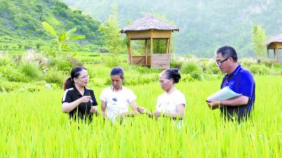 从一粒种子到三亿公斤的增收“稻”路
