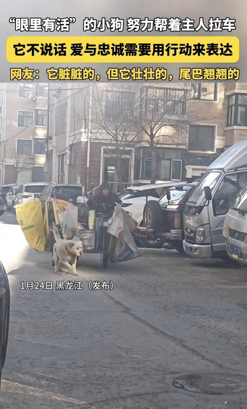 泪目了！一位老人靠着收废品为生，几年前他在路边收养了一只小奶狗，在他悉心的照料下