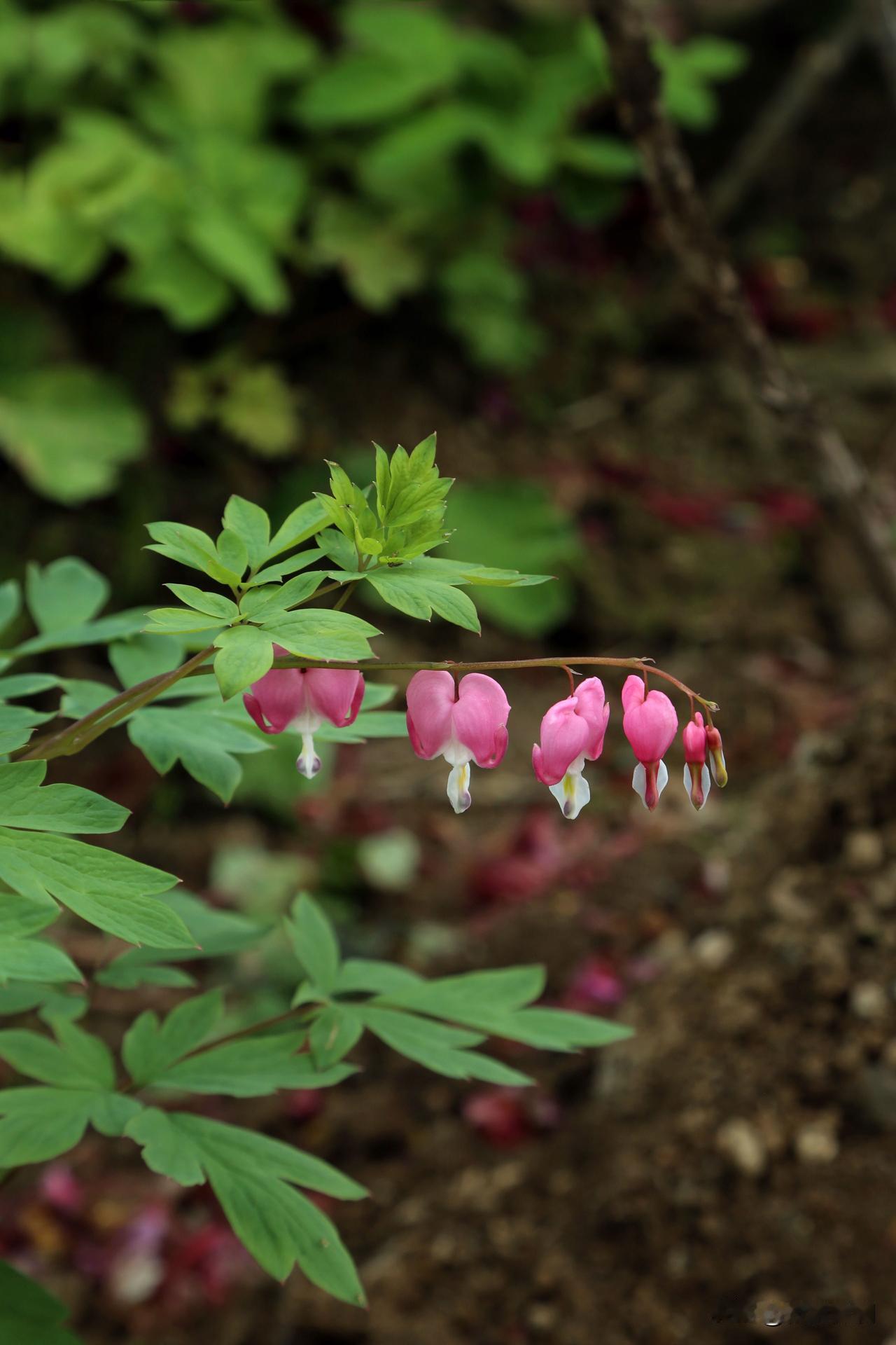 荷包牡丹，与我们的国花牡丹，完全不是一个品种。荷包牡丹在南宋的时候，被叫做鱼儿牡