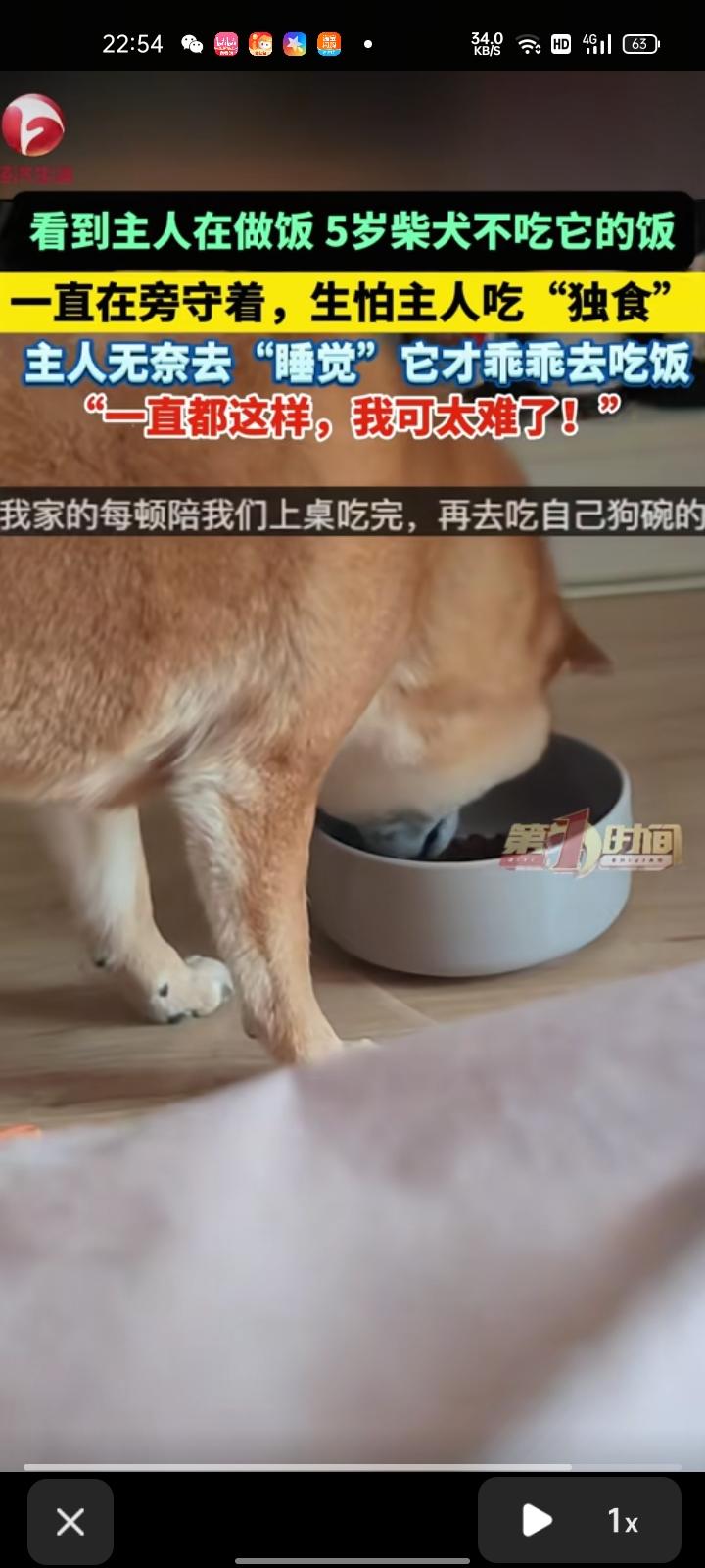 3月11日，辽宁沈阳。网友分享一段视频，早上遛完狗就顺便买个菜，就在厨房做饭，狗