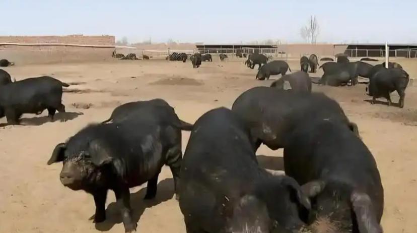 为啥中国人要在沙漠里放猪？万万没想到，10万头黑猪，解决了联合国都解决不了的难