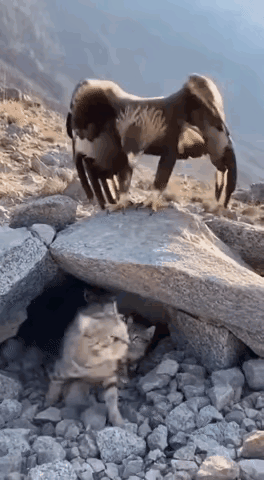 鹰俯冲的话，鹰赢，在地上的话，猫赢！[笑着哭]