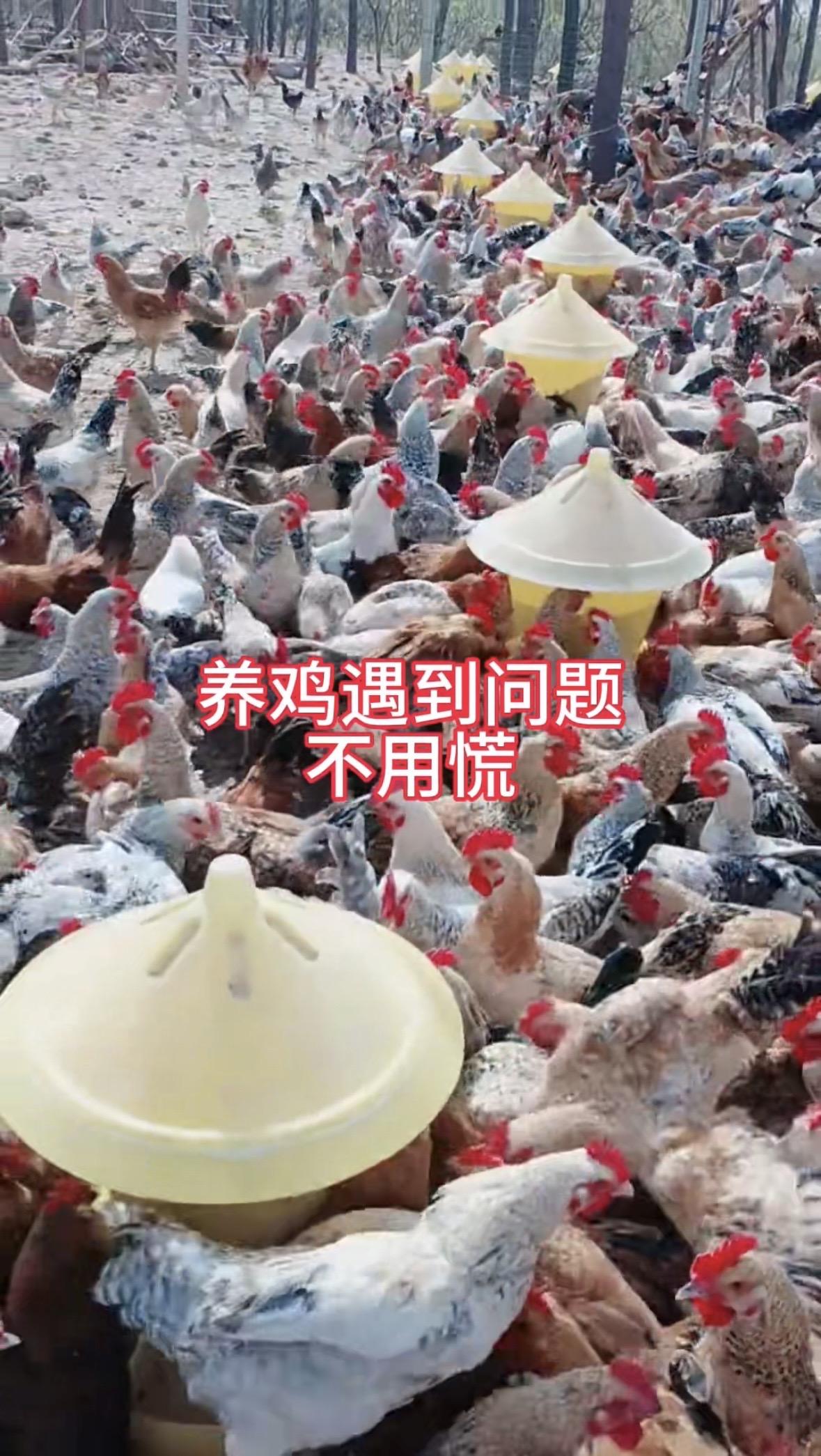 喂鸡时加上它，四季养殖没烦恼。养鸡养殖鸡鸭鹅兔鱼虾猪马牛羊养殖户