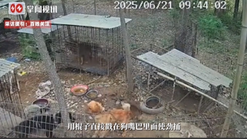 养狗繁育，谁知却被4个男孩发现，他们用棍子戳狗的嘴巴，还有弹弓射出钢珠击打，导致