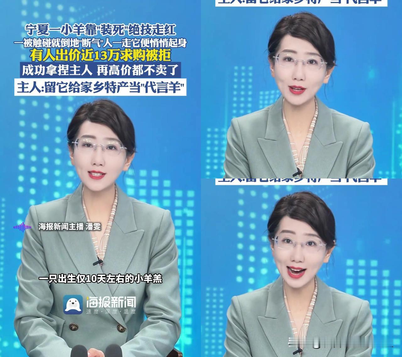 宁夏那只10天会装死的小羊，现在13万都不卖了。本来赶集时没人要，一摸就