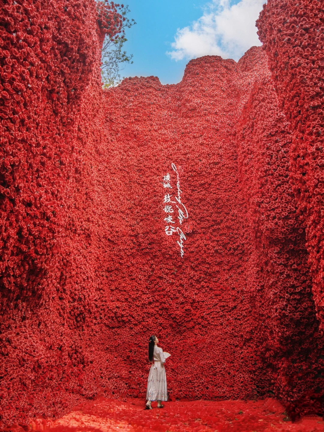 江浙沪1h🌸这里万朵玫瑰 美哭了！！！