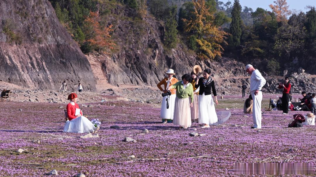 这个冬天莲都收到一份来自大自然的限时礼物在碧湖镇龙岩村的高溪水库库尾，一片如梦似