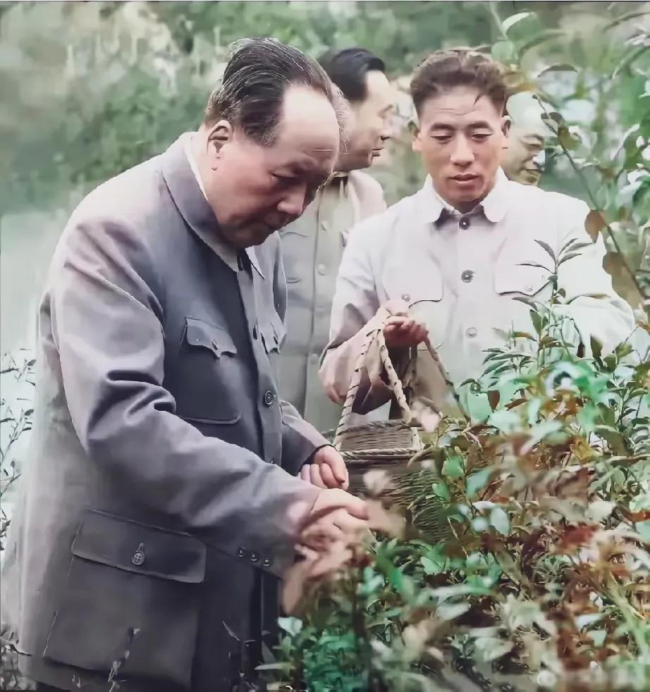 亲自动手，丰衣足食，这是毛主席自己说的。他老人家平日里喜欢喝茶，毛主席就自己动手