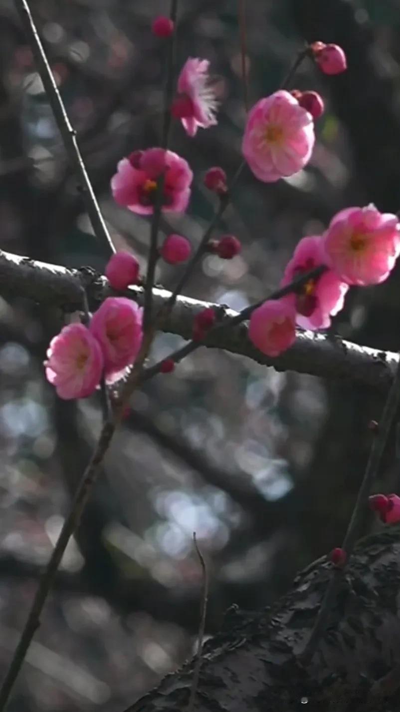 梅花春色满园关不住，一枝红杏出墙来。绚丽多姿梅花开梅花风雨更鲜艳枯枝逢雪花开