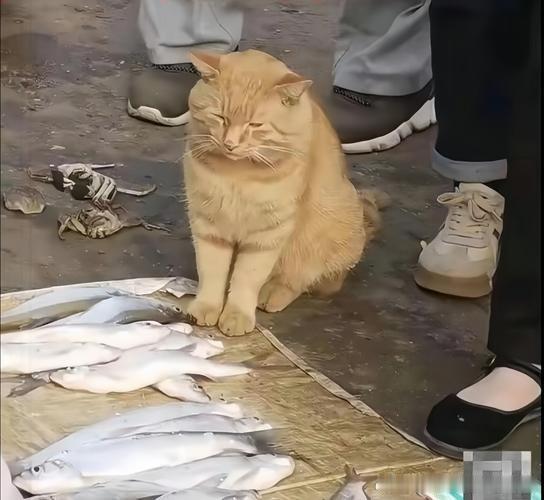 刚在菜市场看到一只流浪猫，蜷缩在角落里。我蹲下去想摸摸它，它犹豫了一下，还是蹭了过来。它的眼睛很大，