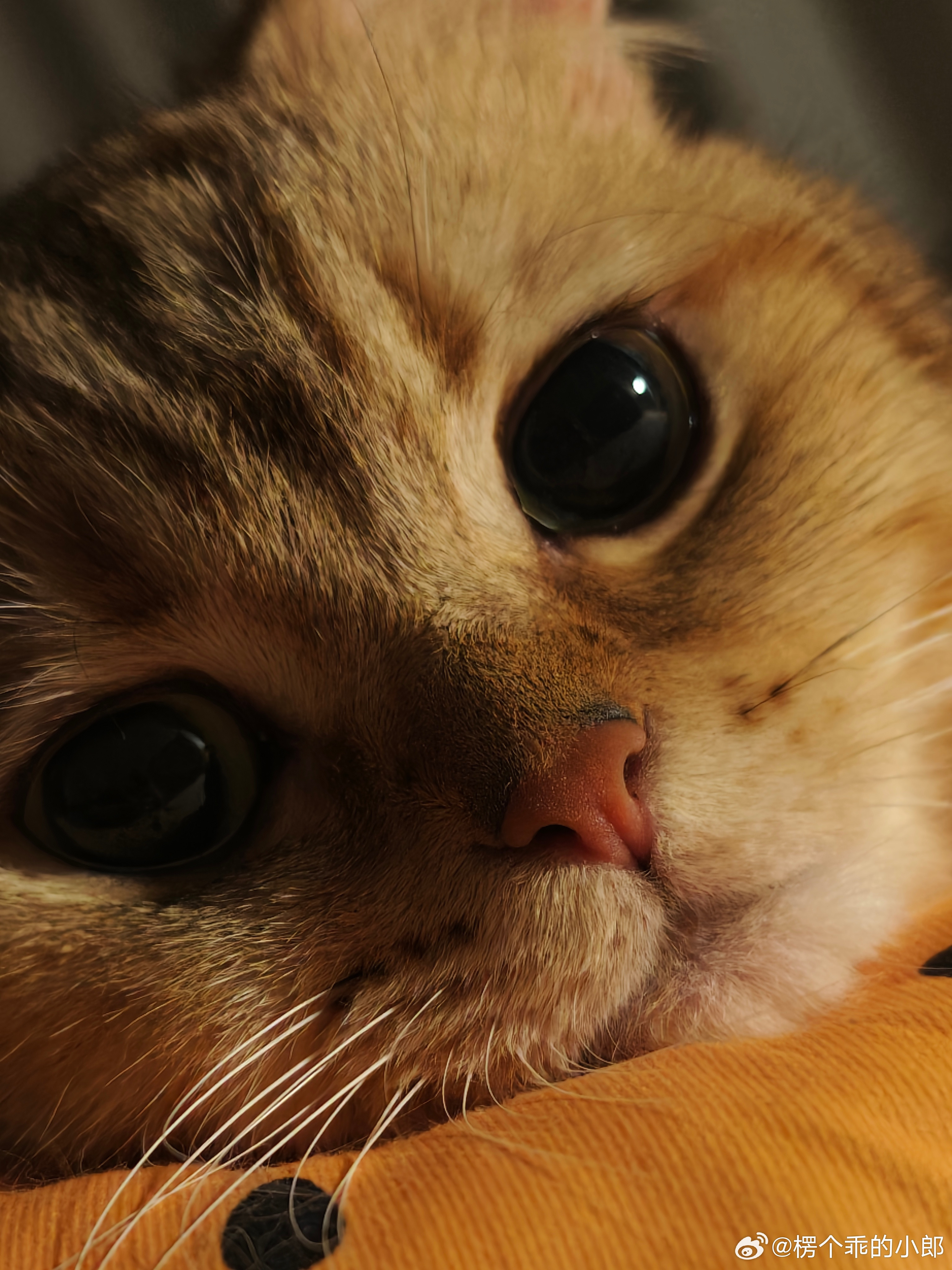 怎么会有这么可爱的小猫咪呀