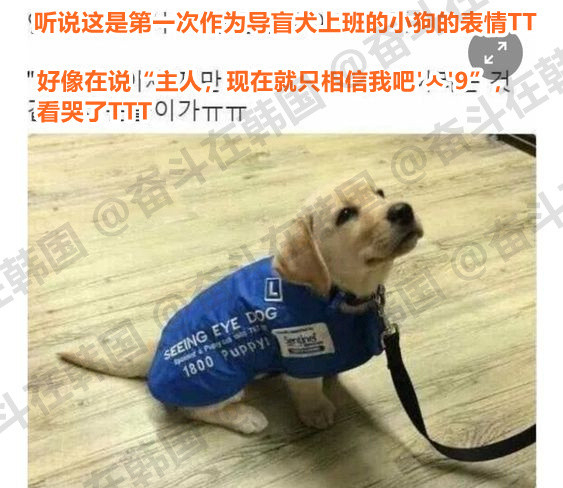 导盲犬小狗第一次上班的表情~