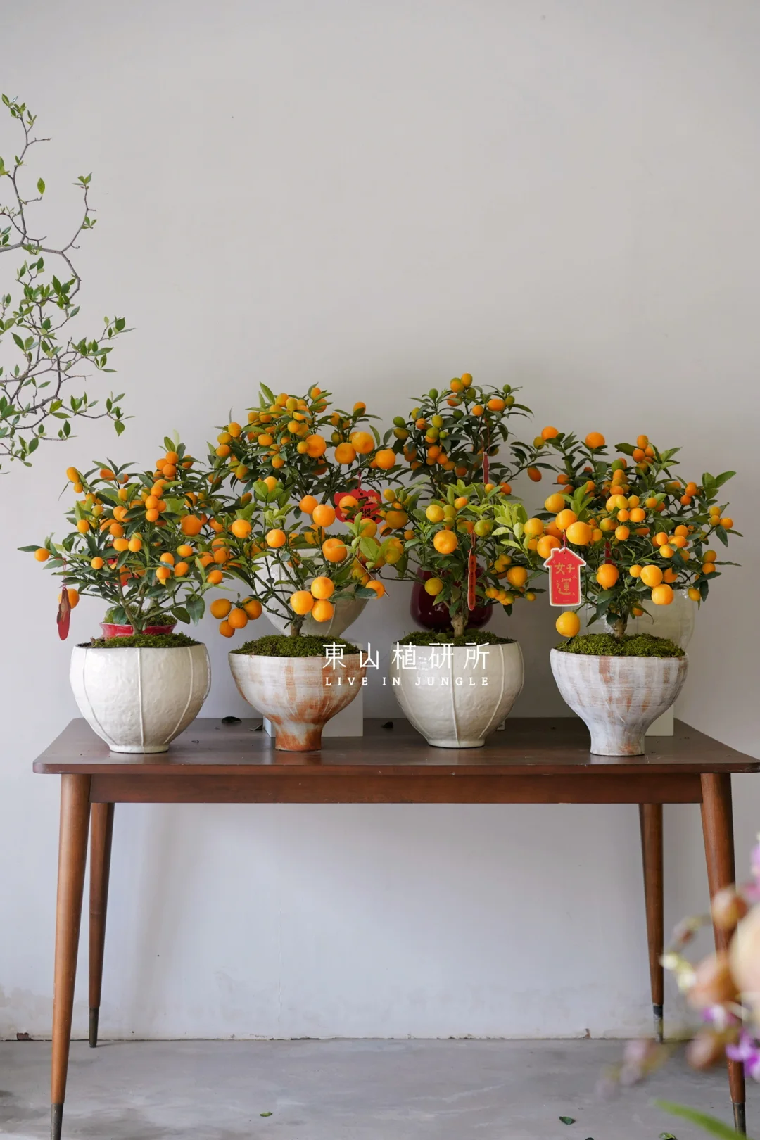 金蛋金桔盆栽🍊让新年大吉大利🧨