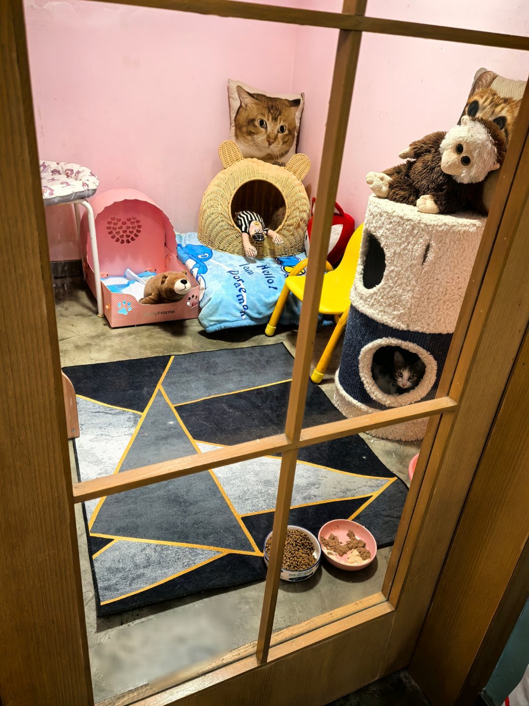 别以为房间里的兰兰在休息，她肚皮下挂着4个小猫正在猛猛的喝奶中，她已经没啥奶水了