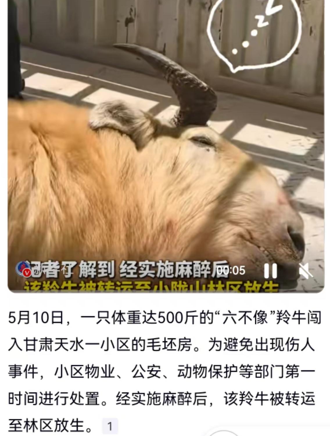5月10日，甘肃天水某小区惊现一位重量级“不速之客”，一只体重高达500斤的巨型