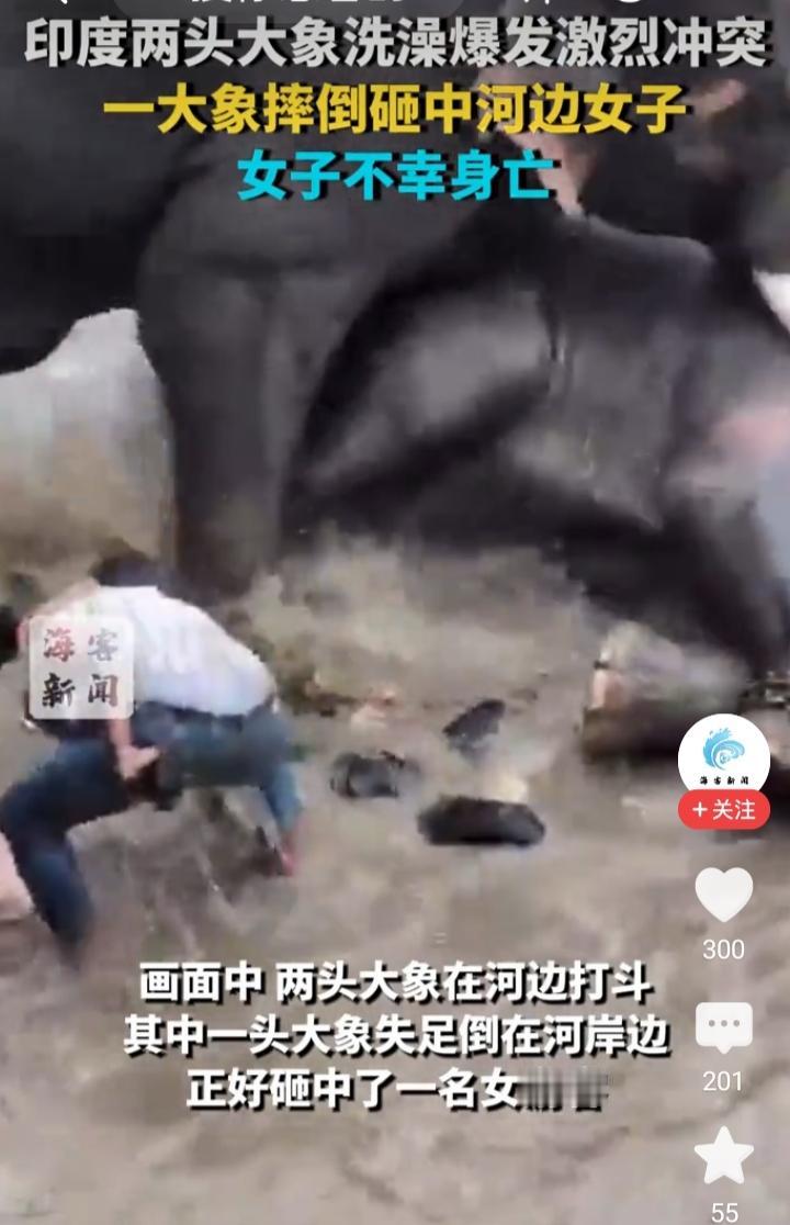 惨痛警示！印度两大象打架，33岁女游客无辜丧命，教训太深刻。5月18日，印度卡纳