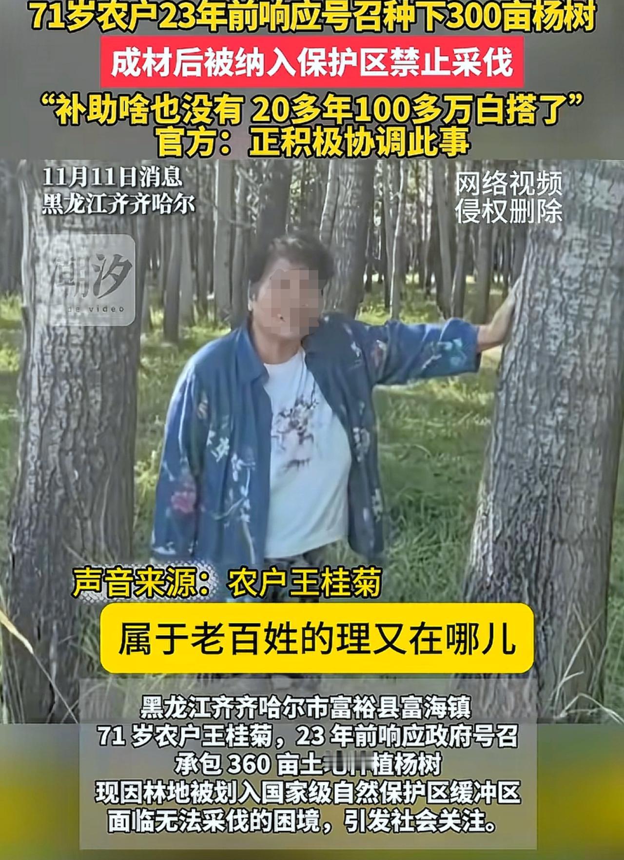 300亩杨树，说收就收了！大爷从青丝熬到白发的23年心血，不能只换一句“没规