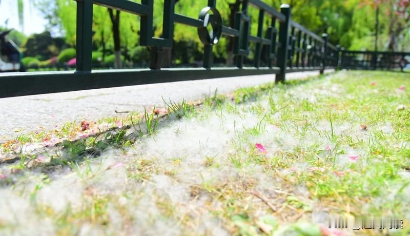 “治絮”可不是砍树，而是给树做“手术”！为啥不能“一砍了之”呢？一棵壮年杨柳