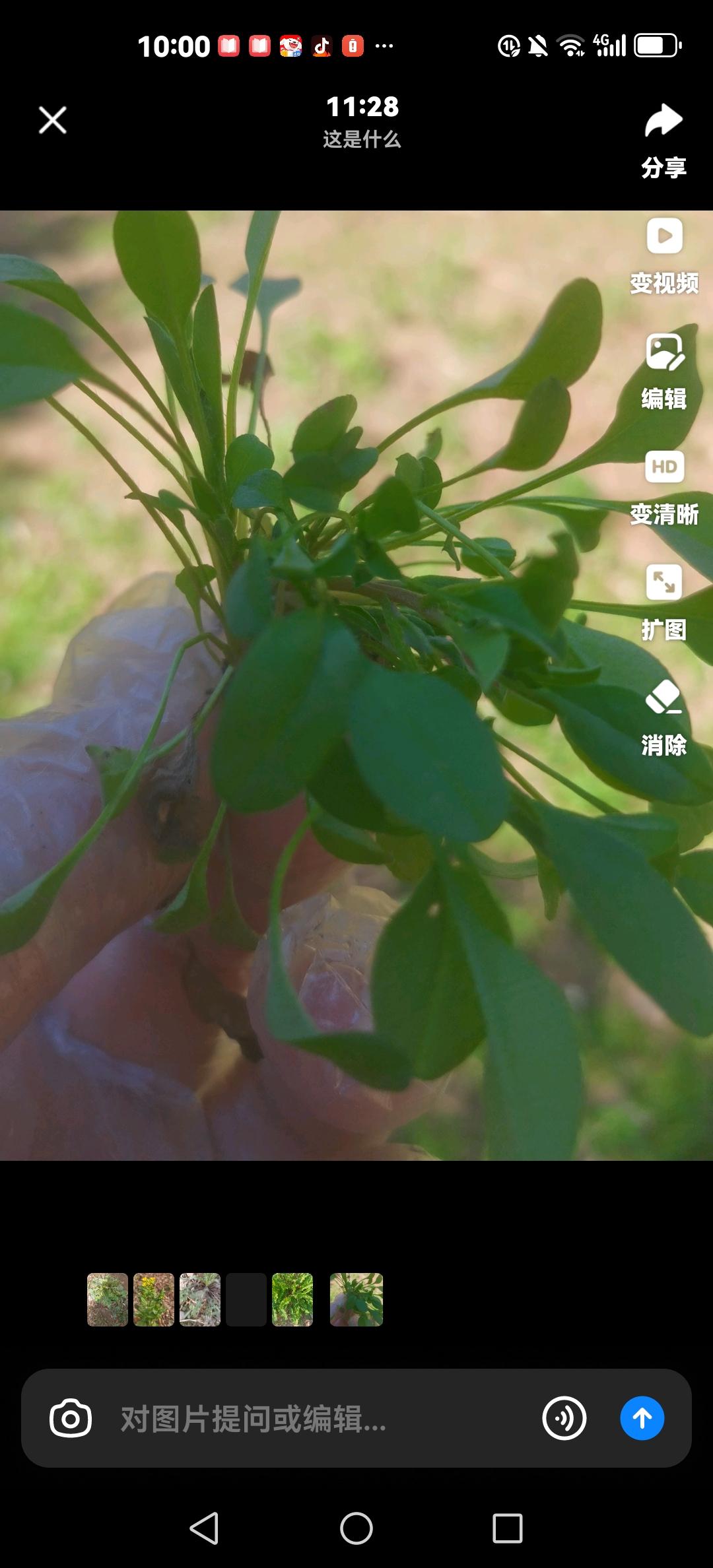 挖野菜的乐趣最近几年，每到春暖花开的季节，我和爱人都会到附近田间地头去“寻宝