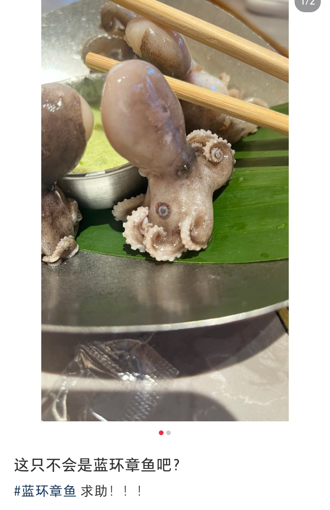原来只有一两个蓝环的不是蓝环章鱼，现在看到这种环就害怕[笑着哭]​​​