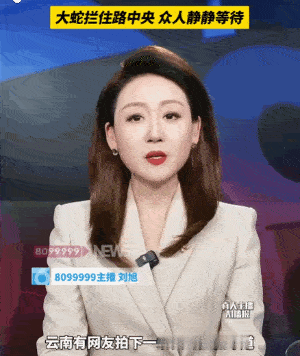 灵蛇拦路必有原因！云南腾冲，公路上，一条重达15市斤的硕大蟒蛇赫然出现在道路中央