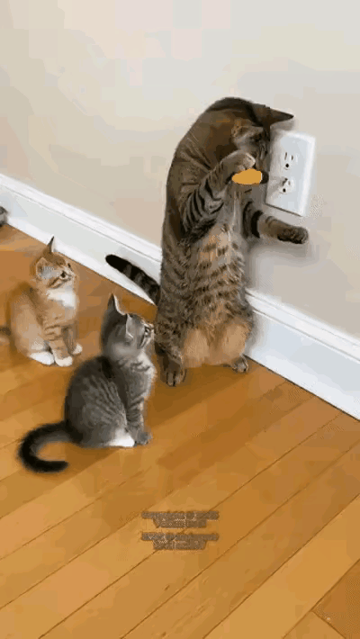 这个创意不错，不过喵星人太可怜了。