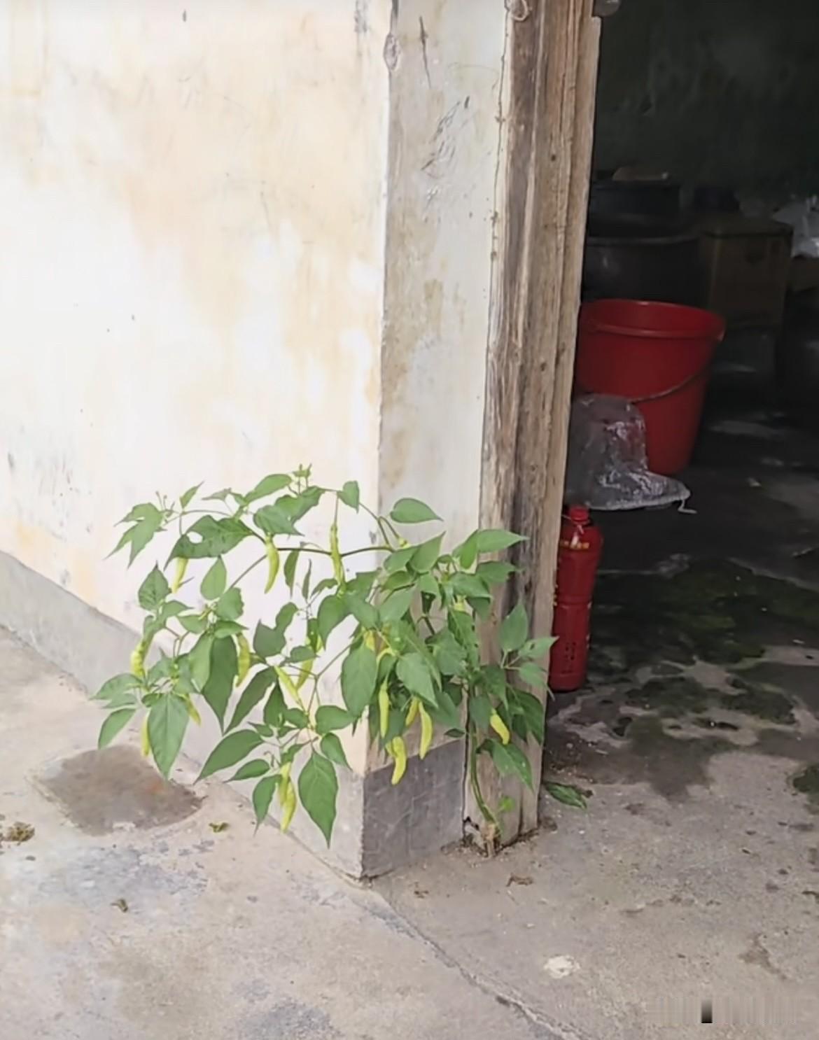 老旧房的房门脚长了一棵辣椒，这也实在太顽强了吧‼️顽强的生命力