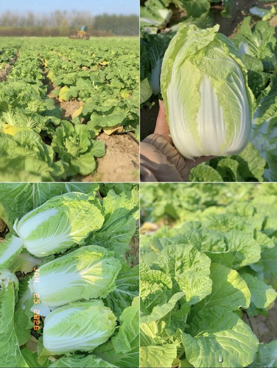 看完央视那个报道，我后脊背感觉一阵发凉。湖北天门地区使用国家明令禁止的克